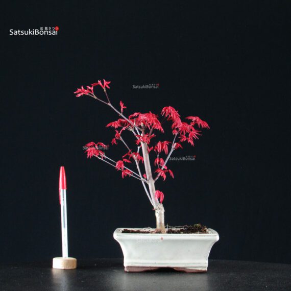 Acero Palmato Deshojo - immagine 1