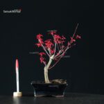 Acero Palmato Deshojo