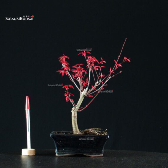 Acero Palmato Deshojo - immagine 1