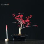 Acero Palmato Deshojo