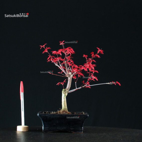 Acero Palmato Deshojo - immagine 1