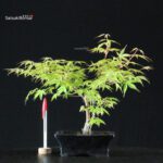 Acero Palmato Katsura