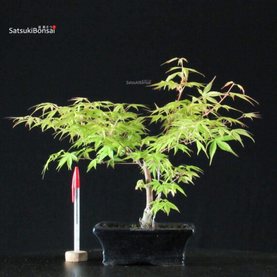 Acero Palmato Katsura - immagine 1