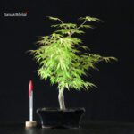 Acero Palmato Katsura