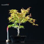 Acero Palmato Katsura