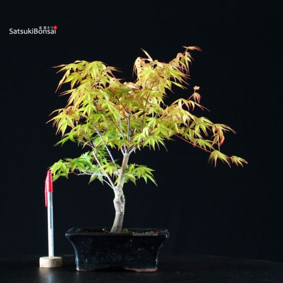 Acero Palmato Katsura - immagine 1