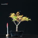 Acero Palmato Katsura