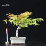 Acero Palmato Katsura