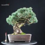 Pinus Pentaphylla - Goyomatsu