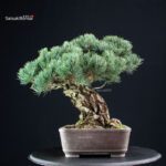 Pinus Pentaphylla - Goyomatsu - immagine 4
