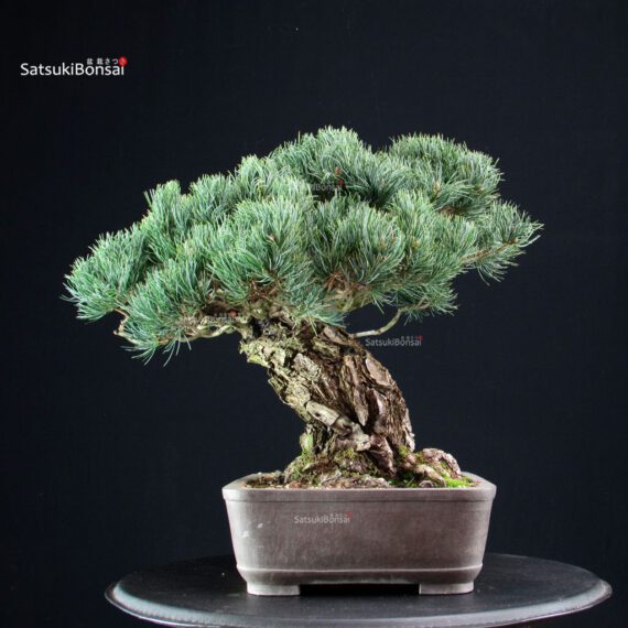 Pinus Pentaphylla - Goyomatsu - immagine 4