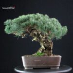 Pinus Pentaphylla - Goyomatsu - immagine 3
