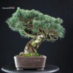 Pinus Pentaphylla - Goyomatsu - immagine 2