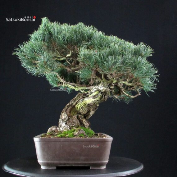 Pinus Pentaphylla - Goyomatsu - immagine 2