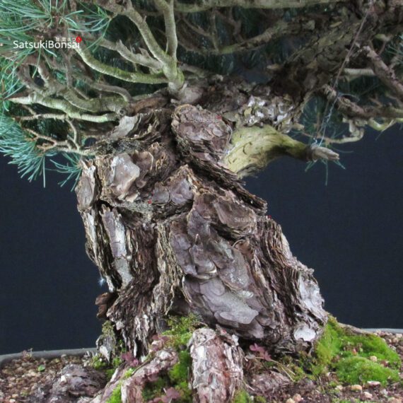 Pinus Pentaphylla - Goyomatsu - immagine 5