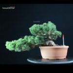 Pinus Pentaphylla - Goyomatsu