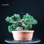 Pinus Pentaphylla - Goyomatsu - immagine 2
