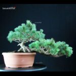 Pinus Pentaphylla - Goyomatsu - immagine 3