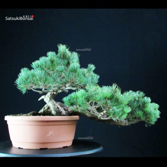 Pinus Pentaphylla - Goyomatsu - immagine 3