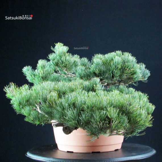 Pinus Pentaphylla - Goyomatsu - immagine 4