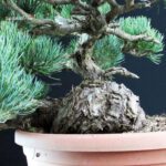 Pinus Pentaphylla - Goyomatsu - immagine 5