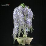 Glicine - Wisteria floribunda