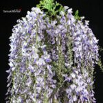 Glicine - Wisteria floribunda - immagine 2