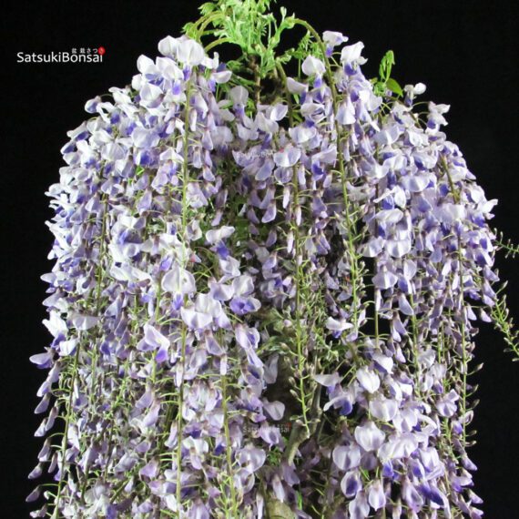 255224_8-Wisteria-floribunda Glicine - Wisteria floribunda - immagine 2