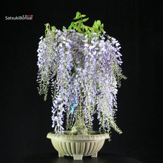 255226_7-Wisteria-floribunda Glicine - Wisteria floribunda - immagine 1