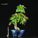 Pseudocydonia Sinensis - immagine 4