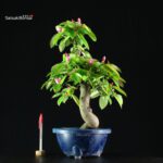 Pseudocydonia Sinensis - immagine 5