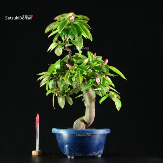 255239_3-Pseudocydonia-sinensis Pseudocydonia Sinensis - immagine 6