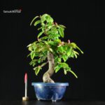 Pseudocydonia Sinensis - immagine 7