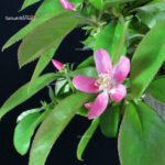 Pseudocydonia Sinensis - immagine 3