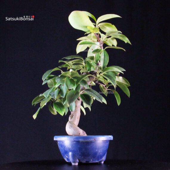 255239_6-Pseudocydonia-sinensis Pseudocydonia Sinensis - immagine 1