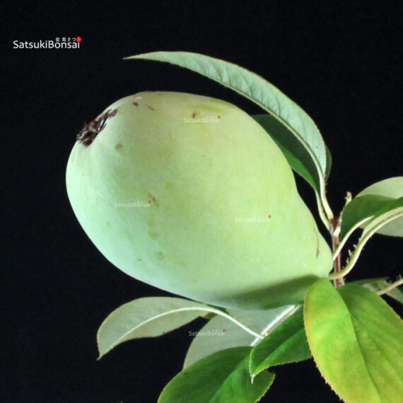 255239_7-Pseudocydonia-sinensis Pseudocydonia Sinensis - immagine 2