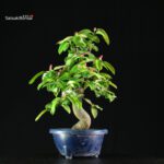 Pseudocydonia Sinensis - immagine 4