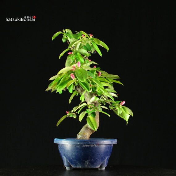 255240_2-Pseudocydonia-sinensis Pseudocydonia Sinensis - immagine 5