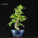 Pseudocydonia Sinensis - immagine 6