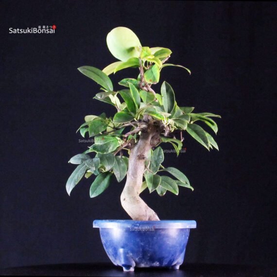 255240_4-Pseudocydonia-sinensis Pseudocydonia Sinensis - immagine 1