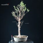 Stewartia Monadelpha - Himeshara - immagine 5