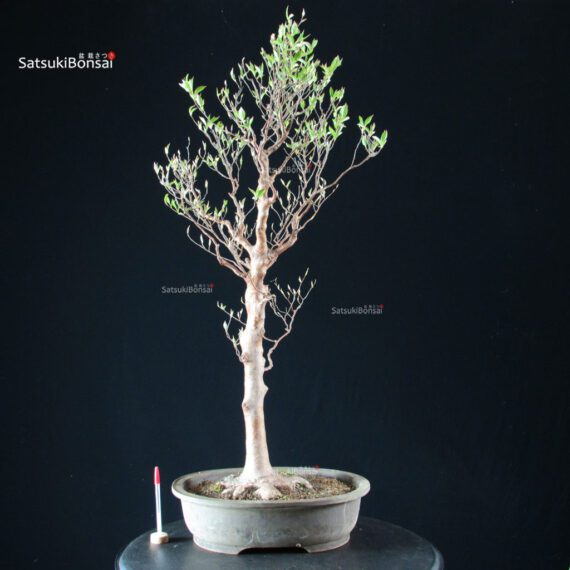 Stewartia Monadelpha - Himeshara - immagine 5