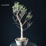 Stewartia Monadelpha - Himeshara - immagine 6