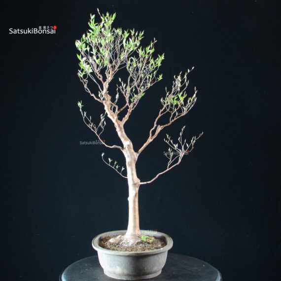 Stewartia Monadelpha - Himeshara - immagine 6