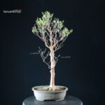 Stewartia Monadelpha - Himeshara - immagine 7