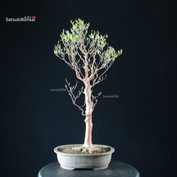 Stewartia Monadelpha - Himeshara - immagine 7