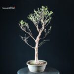 Stewartia Monadelpha - Himeshara - immagine 8