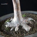 Stewartia Monadelpha - Himeshara - immagine 9