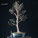 Stewartia Monadelpha - Himeshara