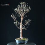 Stewartia Monadelpha - Himeshara - immagine 2